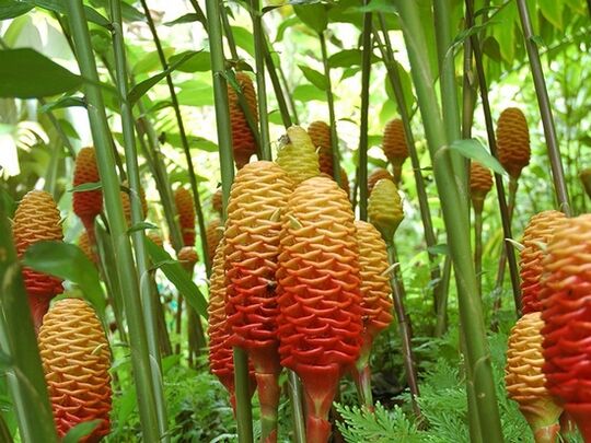 Seperti inilah penampakan tanaman jahe